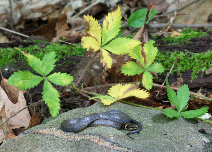 Northern Ringneck Snake